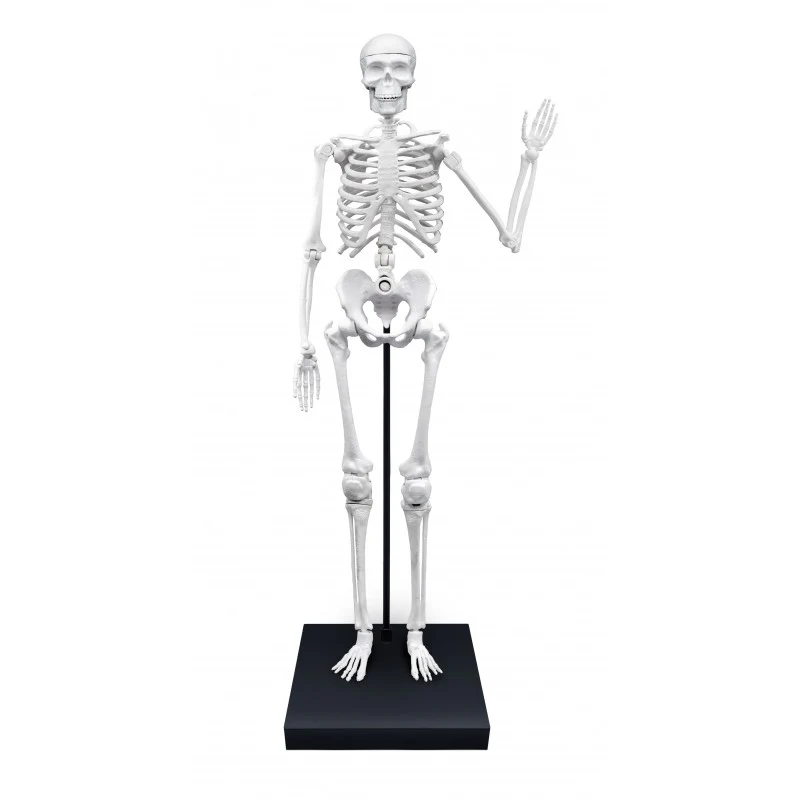 Buki Esqueleto 85cm