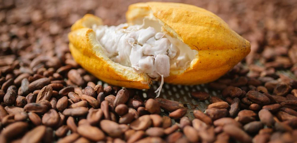 Manteiga de Cacau BIO desodorizada