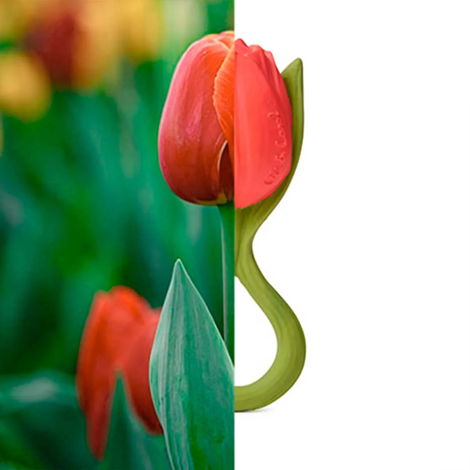 Oli  & Carol Mordedor Theo a Tulipa - Image 4