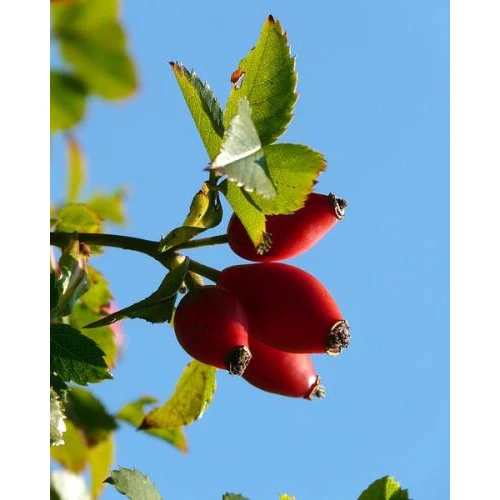óleo vegetal Rosehip Oil 60ml Rosa mosqueta